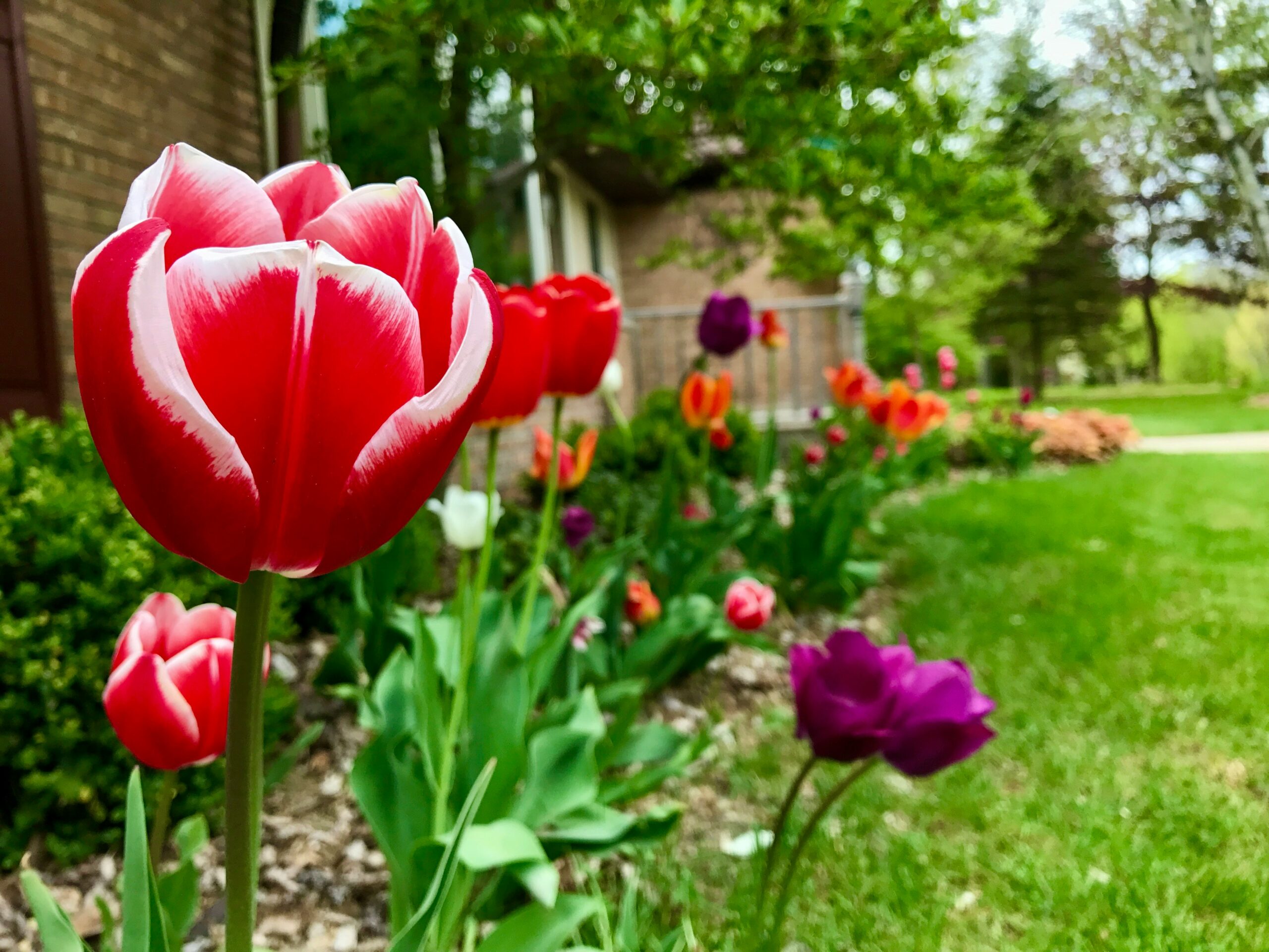 Essential Tips for Lawn Care Success